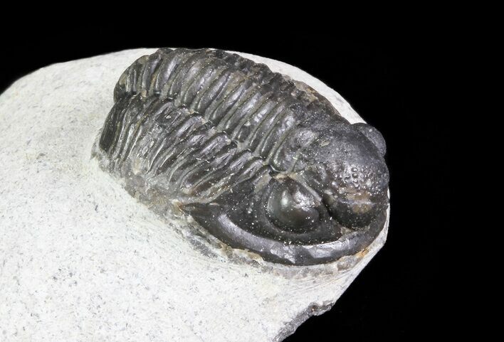 Bargain, Gerastos Trilobite Fossil - Morocco #69110
